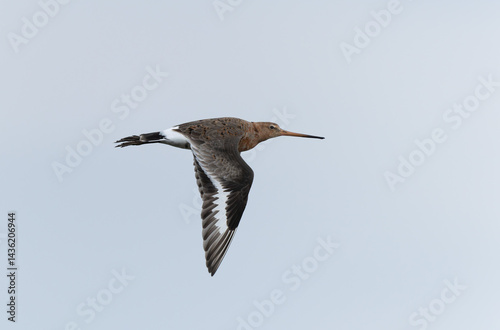 Black-tailed Godwit Limosa limosa in a swamp in northern Brittany