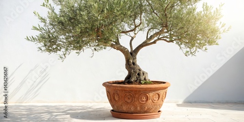 Sunlit Olive Tree in Terrac...