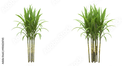 Twin Sugarcane Clumps in Stark Contrast