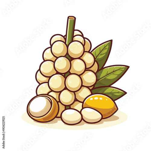 fruit, background, langsat, tropical, food, natural, healthy, ripe, fresh, sweet, delicious, agriculture, longkong, organic, tasty, closeup, thailand, nutrition, plant, diet, white, nature, juicy, iso