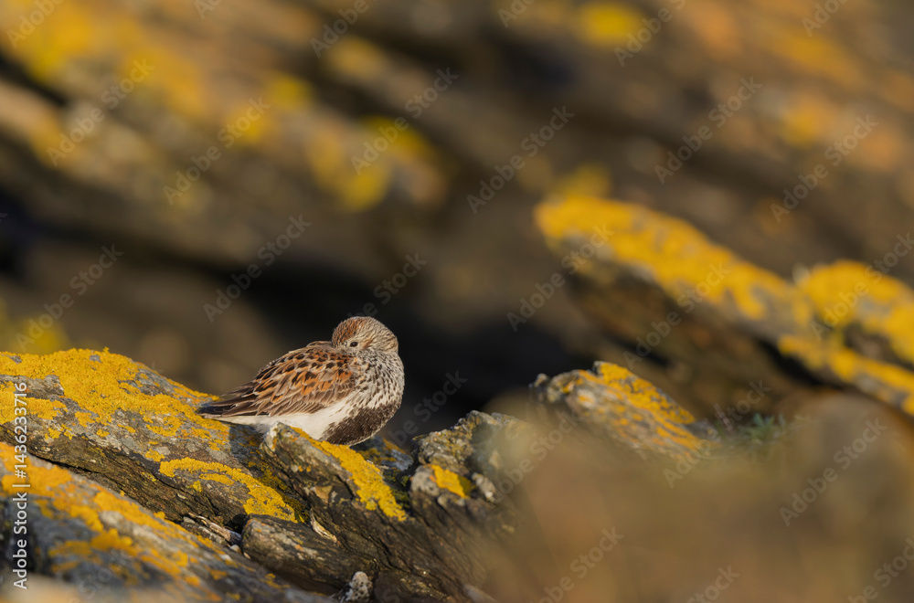Dunlin Calidris alpina walking on a sandy beach on low tide in Brittany in France