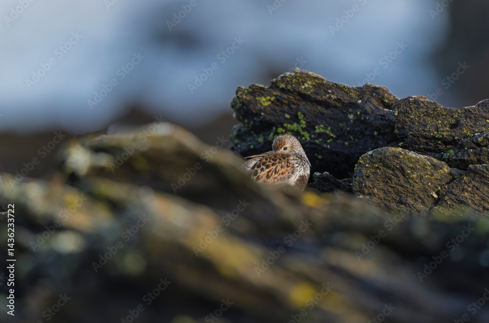 Dunlin Calidris alpina walking on a sandy beach on low tide in Brittany in France
