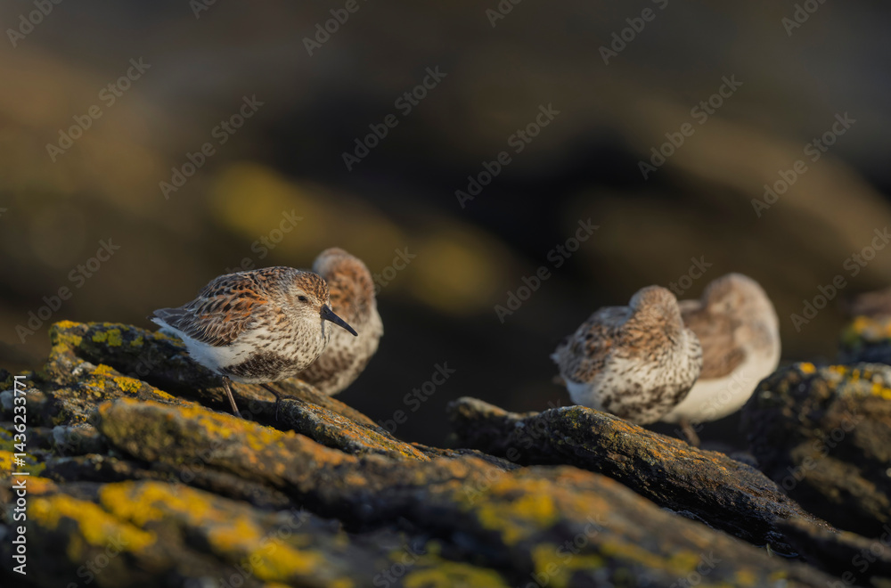 Dunlin Calidris alpina walking on a sandy beach on low tide in Brittany in France