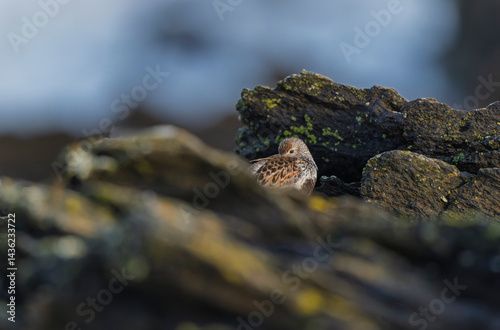 Obraz na płótnie Dunlin Calidris alpina walking on a sandy beach on low tide in Brittany in France w salonie