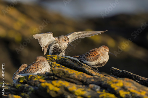 Obraz na płótnie Dunlin Calidris alpina walking on a sandy beach on low tide in Brittany in France w salonie
