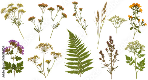 Pressed floras array A fern dried grasses  clusters of faded blooms against pure black