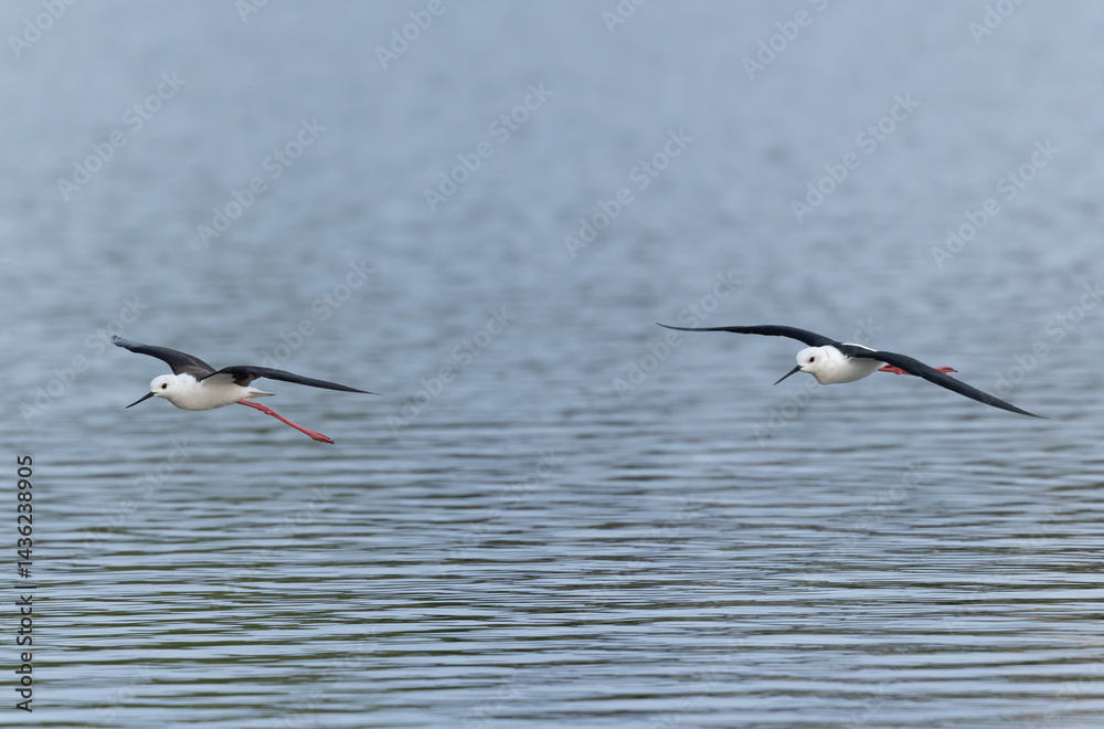 Black-winged Stilt Himantopus himantopus in Brittany, France