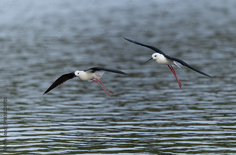 Black-winged Stilt Himantopus himantopus in Brittany, France