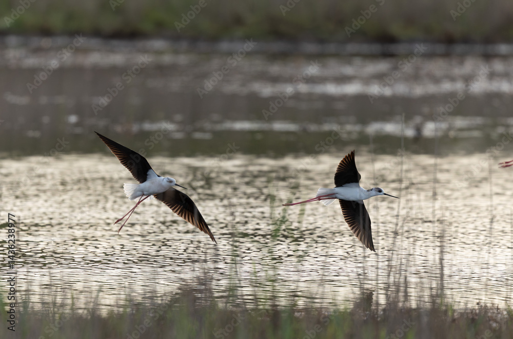 Black-winged Stilt Himantopus himantopus in Brittany, France