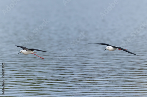 Obraz na płótnie Black-winged Stilt Himantopus himantopus in Brittany, France w salonie