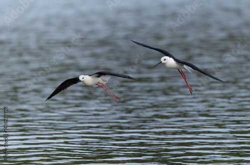 Obraz na płótnie Black-winged Stilt Himantopus himantopus in Brittany, France w salonie
