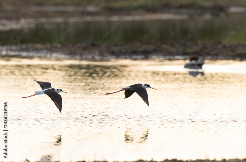 Black-winged Stilt Himantopus himantopus in Brittany, France