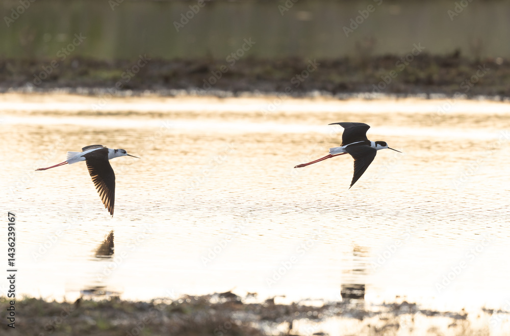 Black-winged Stilt Himantopus himantopus in Brittany, France