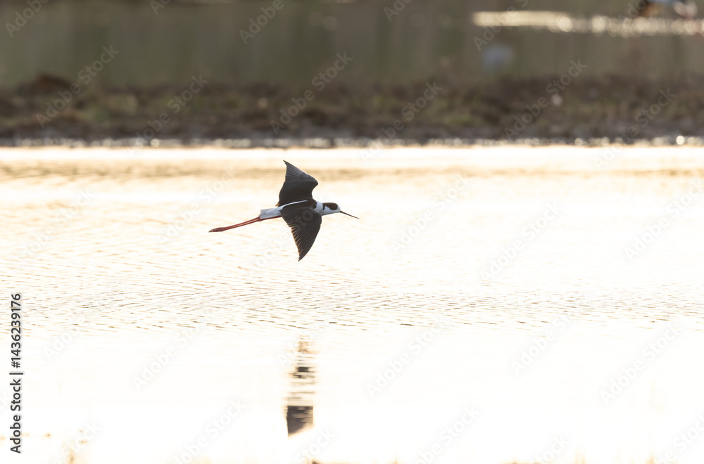 Black-winged Stilt Himantopus himantopus in Brittany, France