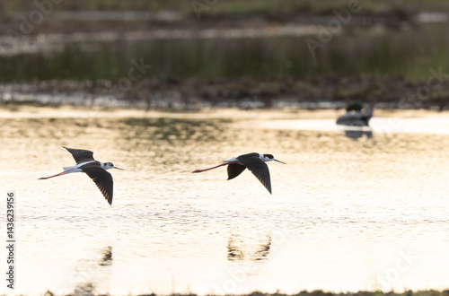 Obraz na płótnie Black-winged Stilt Himantopus himantopus in Brittany, France w salonie