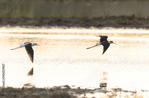 Obraz na płótnie Black-winged Stilt Himantopus himantopus in Brittany, France w salonie