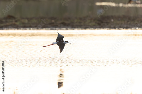 Obraz na płótnie Black-winged Stilt Himantopus himantopus in Brittany, France w salonie