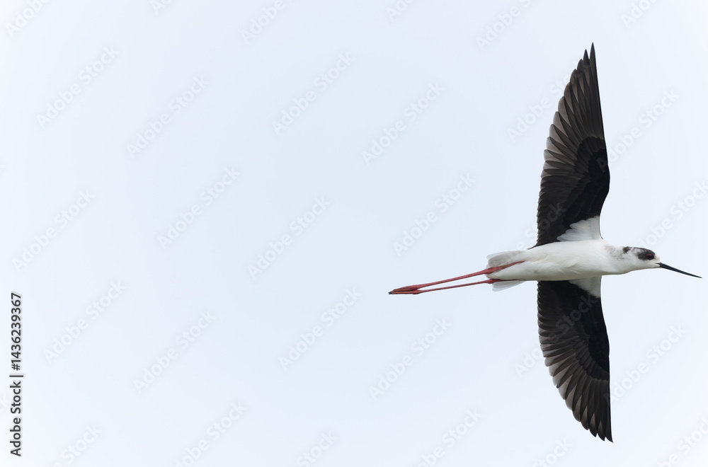 Black-winged Stilt Himantopus himantopus in Brittany, France
