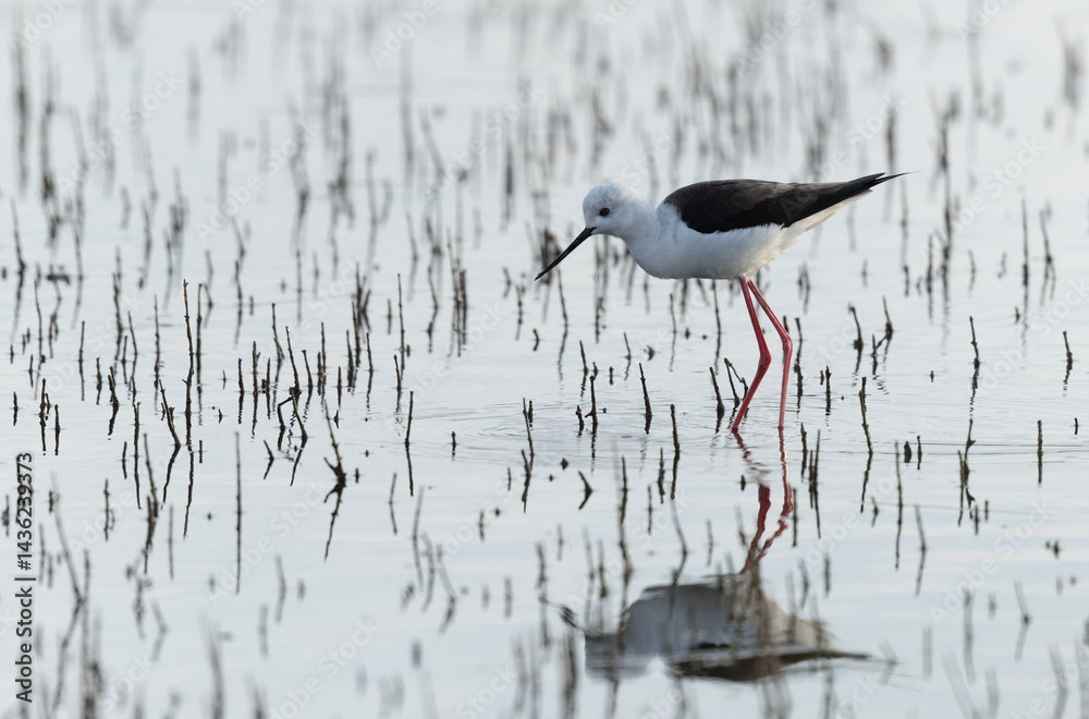 Black-winged Stilt Himantopus himantopus in Brittany, France
