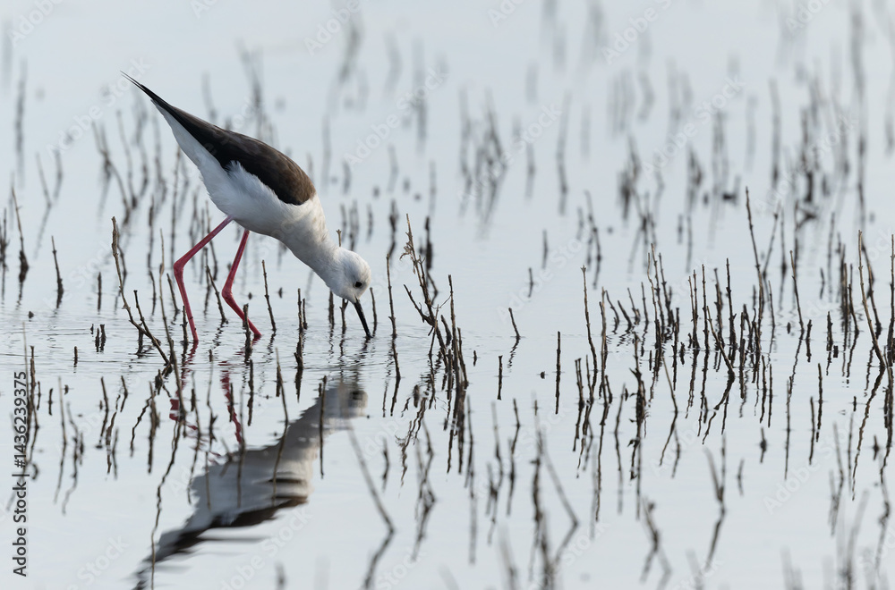 Black-winged Stilt Himantopus himantopus in Brittany, France