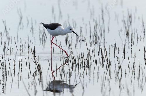 Obraz na płótnie Black-winged Stilt Himantopus himantopus in Brittany, France w salonie