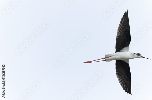 Obraz na płótnie Black-winged Stilt Himantopus himantopus in Brittany, France w salonie