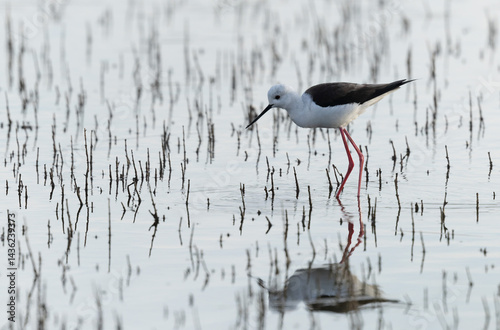 Obraz na płótnie Black-winged Stilt Himantopus himantopus in Brittany, France w salonie