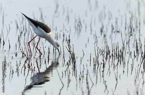 Black-winged Stilt Himantopus himantopus in Brittany, France