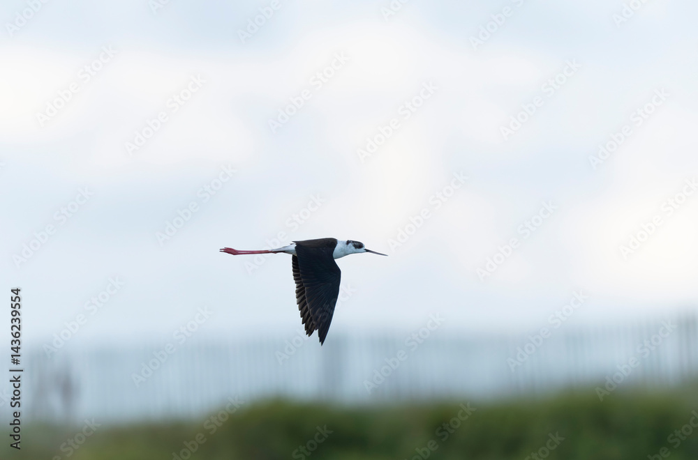 Black-winged Stilt Himantopus himantopus in Brittany, France