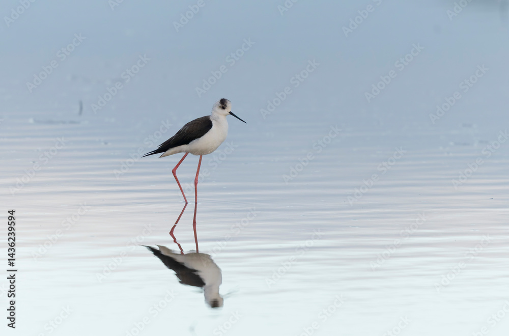 Black-winged Stilt Himantopus himantopus in Brittany, France