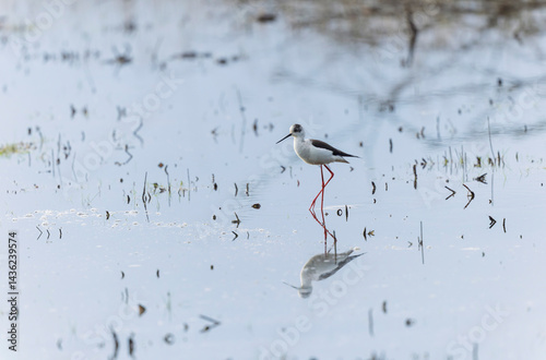 Obraz na płótnie Black-winged Stilt Himantopus himantopus in Brittany, France w salonie