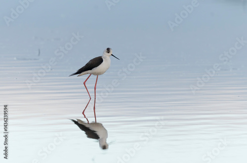 Obraz na płótnie Black-winged Stilt Himantopus himantopus in Brittany, France w salonie
