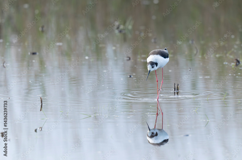 Black-winged Stilt Himantopus himantopus in Brittany, France