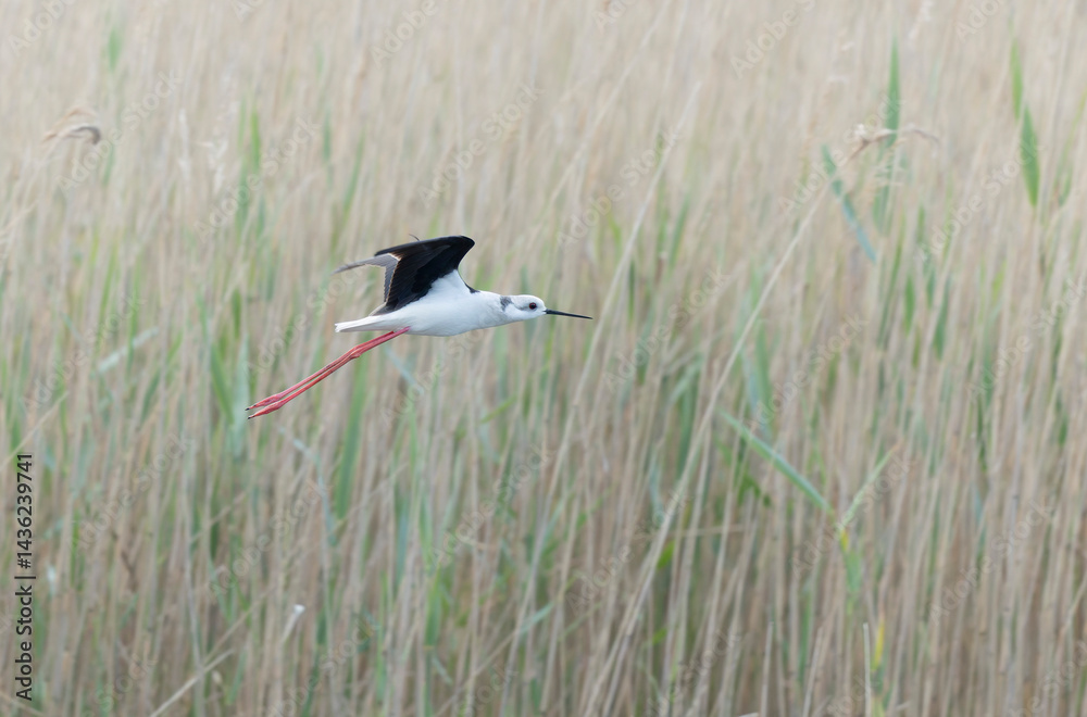 Black-winged Stilt Himantopus himantopus in Brittany, France
