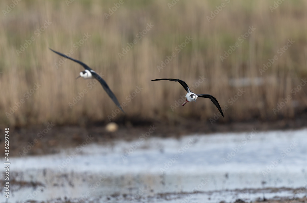 Black-winged Stilt Himantopus himantopus in Brittany, France