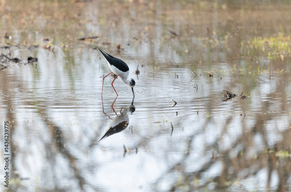 Black-winged Stilt Himantopus himantopus in Brittany, France
