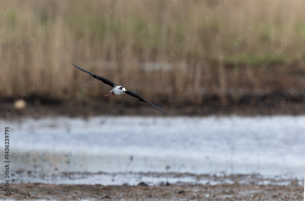 Black-winged Stilt Himantopus himantopus in Brittany, France