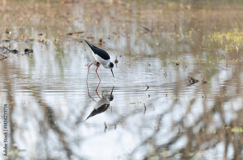 Black-winged Stilt Himantopus himantopus in Brittany, France