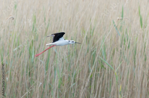 Obraz na płótnie Black-winged Stilt Himantopus himantopus in Brittany, France w salonie