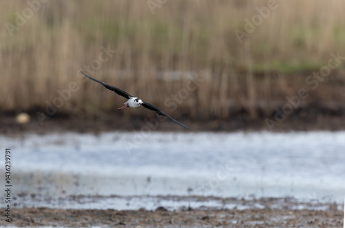 Obraz na płótnie Black-winged Stilt Himantopus himantopus in Brittany, France w salonie