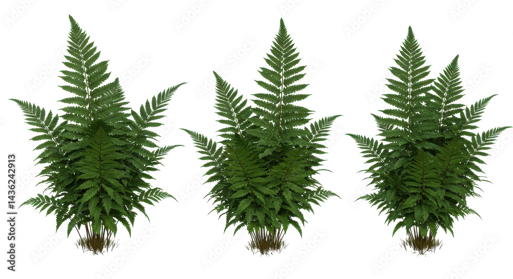 Obraz premium Triplet of Ferns Verdant symmetry against black Detailed fronds create a lush isolated scene