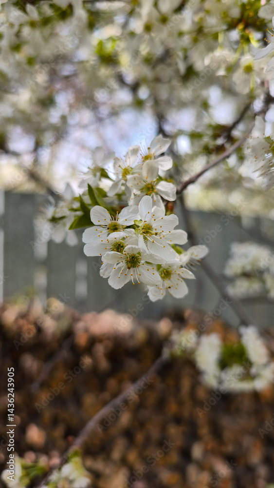 Obraz premium spring blooming fruit trees with white flowers in the sunny garden daylight