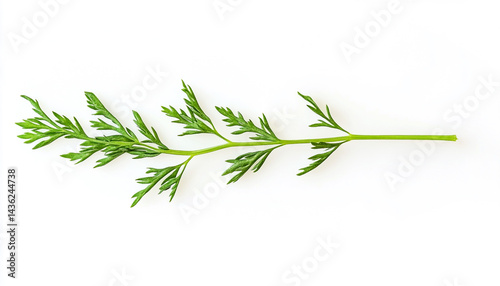 One green carrot twig isolated on white background