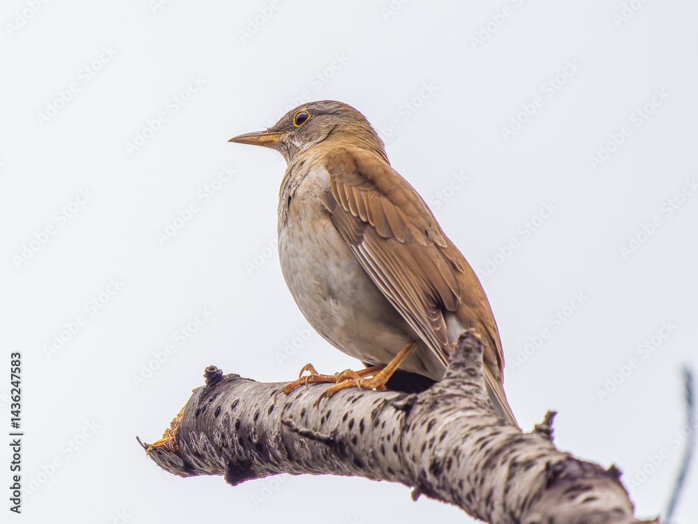 Fototapeta premium 枝にとまるシロハラ