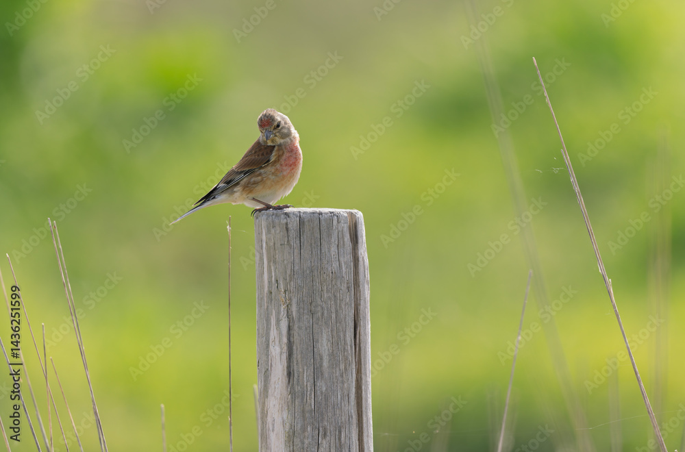 Common Linnet Linaria cannabina sitting or perching