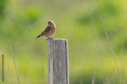 Obraz na płótnie Common Linnet Linaria cannabina sitting or perching w salonie