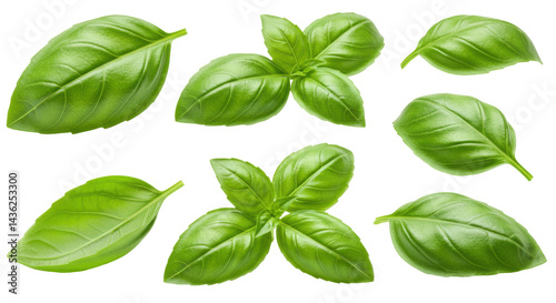 Vibrant basil leaves cascade against a stark black backdrop