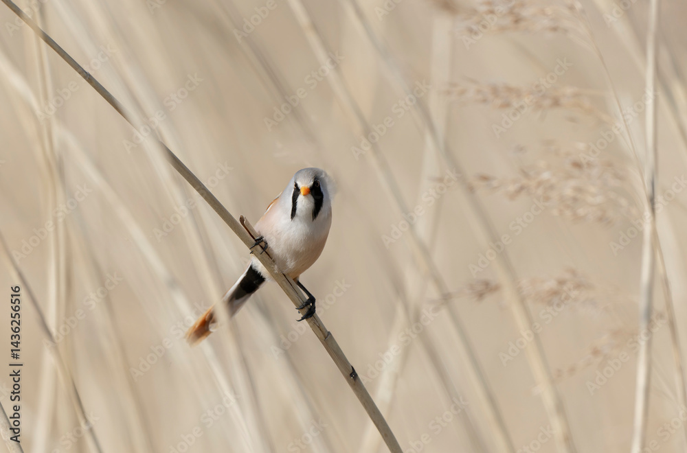 Bearded Tit Panurus biarmicus sitting on reed in Normandie, France