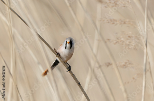 Obraz na płótnie Bearded Tit Panurus biarmicus sitting on reed in Normandie, France w salonie