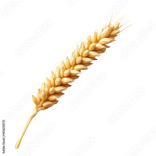 Wheat stalk grain agriculture crop harvest field food bakery ingredient golden cereal plant isolated on a transparent background.